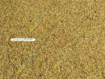 Фотографии дисковой мельницы с ленточным транспортером Murska W-Max 20 С