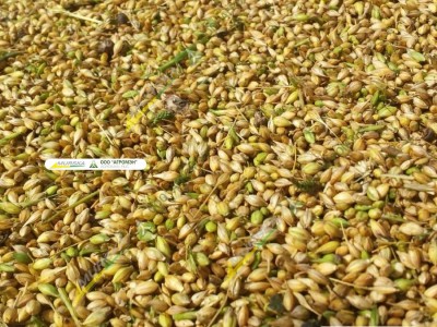 Murska W-Max 20 С результат плющения кормопроизводство